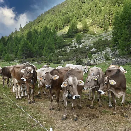 Bosco D'oro Λιβίνιο